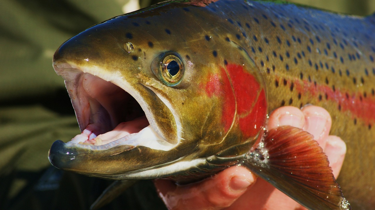 fish, fishing, trout, outdoors, nature, animal, steelhead, fly fishing