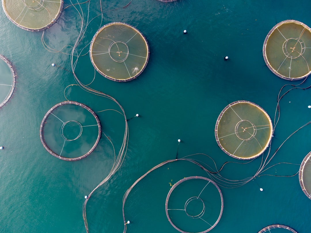 Aerial view. Fish farm.